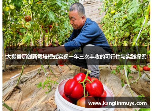 大棚番茄创新栽培模式实现一年三次丰收的可行性与实践探索 大棚番茄创新栽培模式实现一年三次丰收的可行性与实践探索